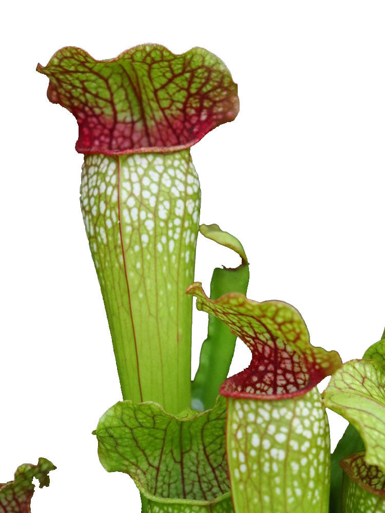 S.x Hybrid  RR9 x H77  Altair