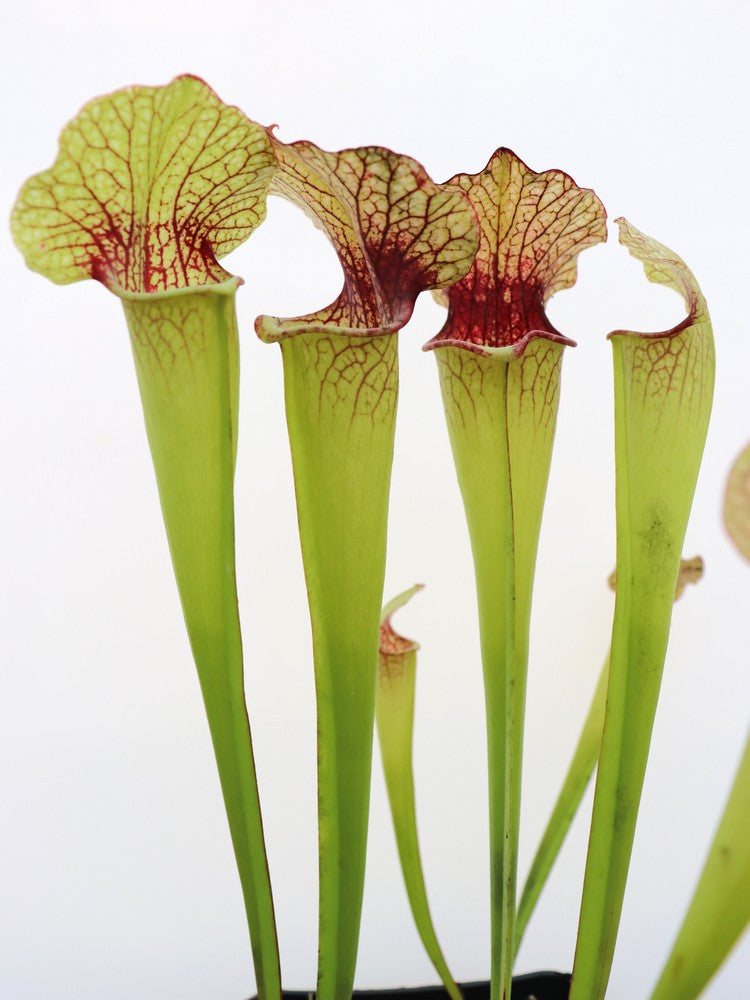 S.x Hybrid " Rita soper x Leah Wilkerson "