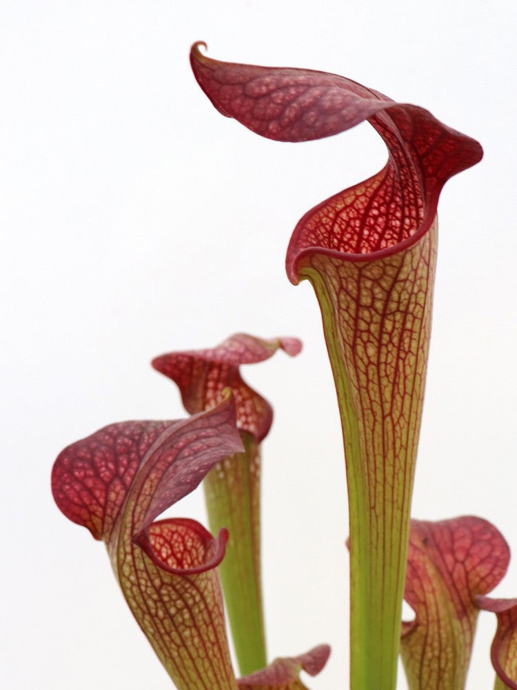 S.x Hybrid  (Euroflora)