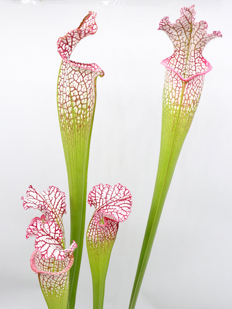 S.x L18 MK x L87 MK "Bocaza" Seconda scelta