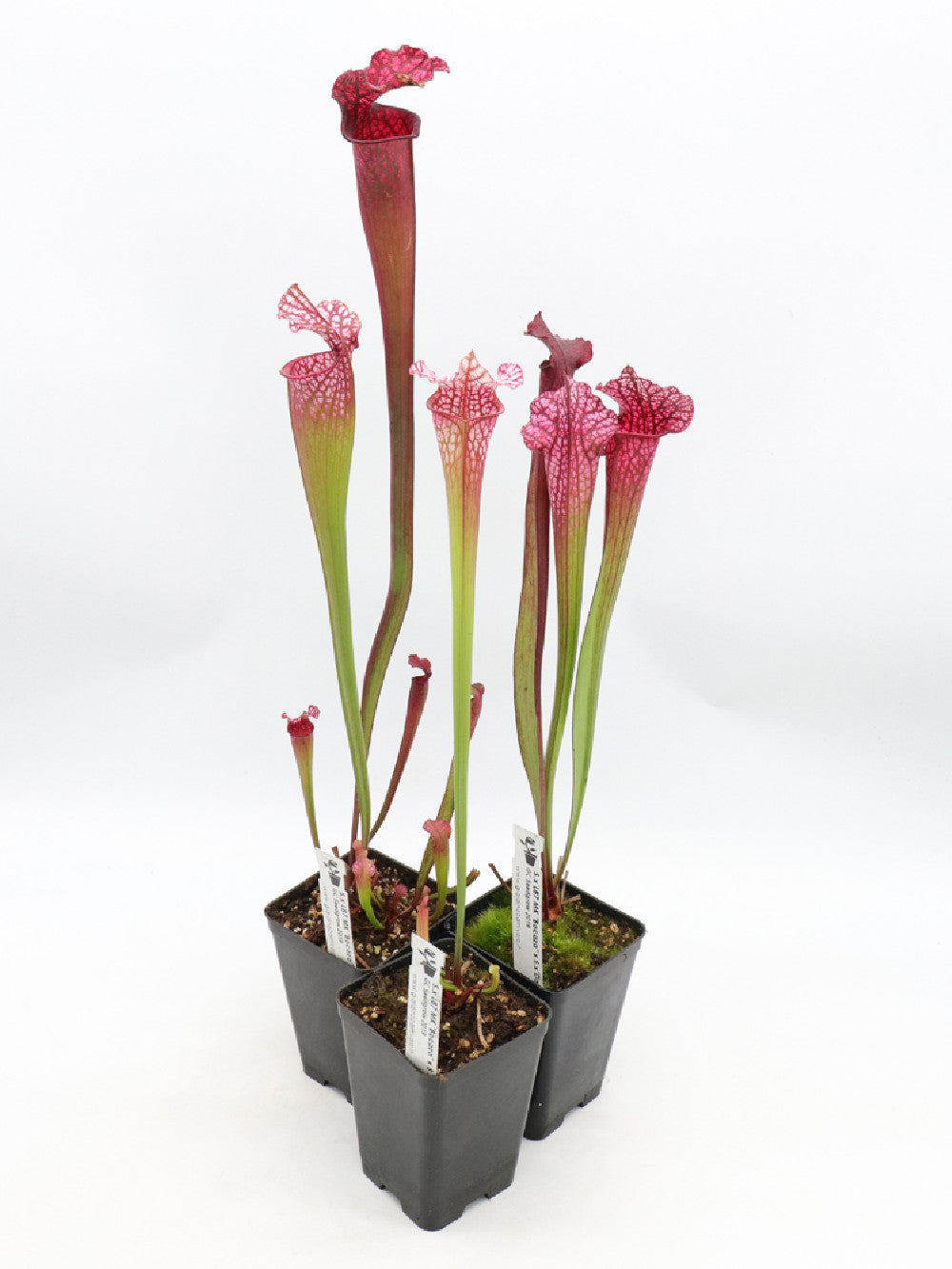 S.x L87 MK "Bocaza" x Dana's delight  PURPLE FORM