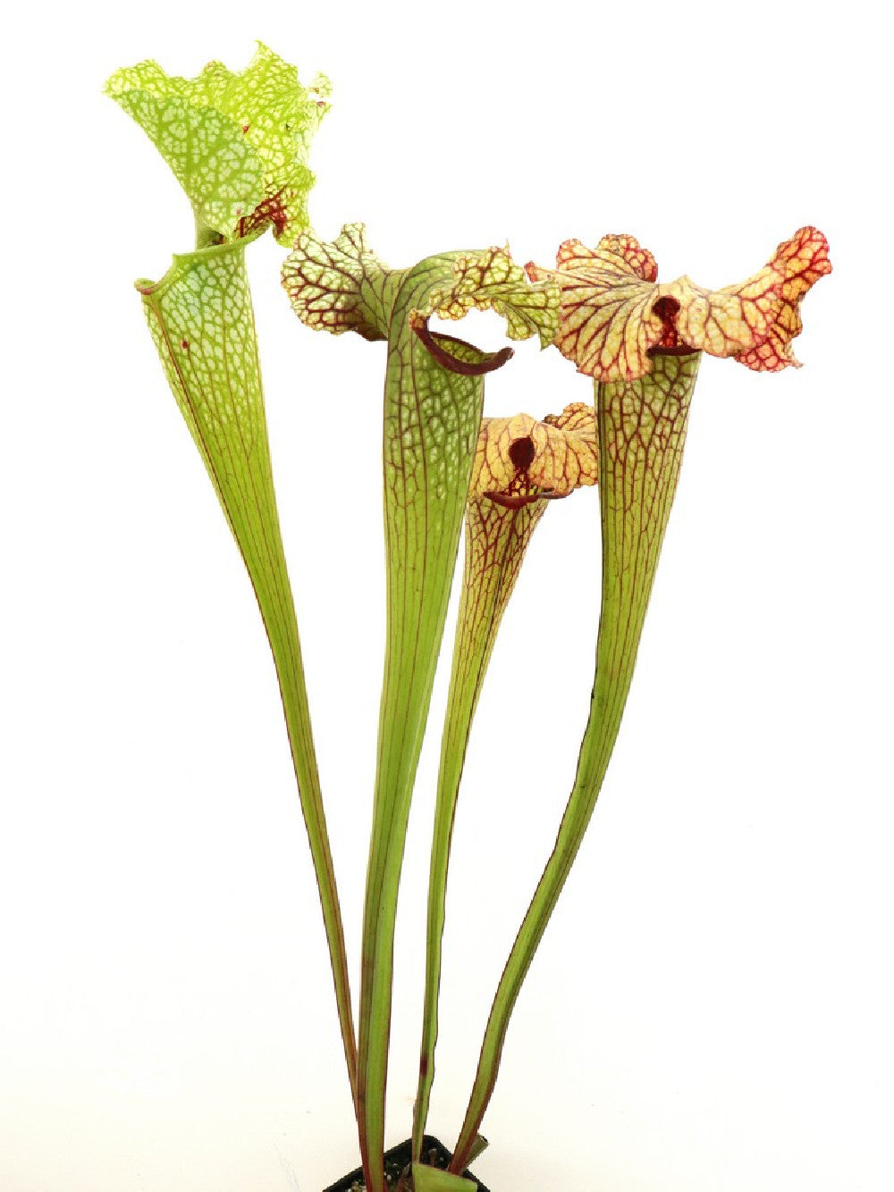 S.x L87 MK "Bocaza" x Glider