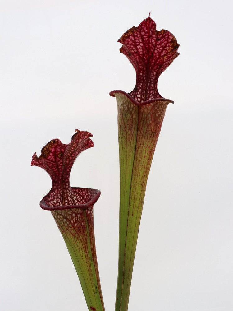 S.x Leuco x Adrian Slack  HA20 D  Srba