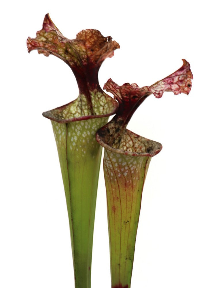 S.x Leuco x Adrian Slack   HA20F Srba