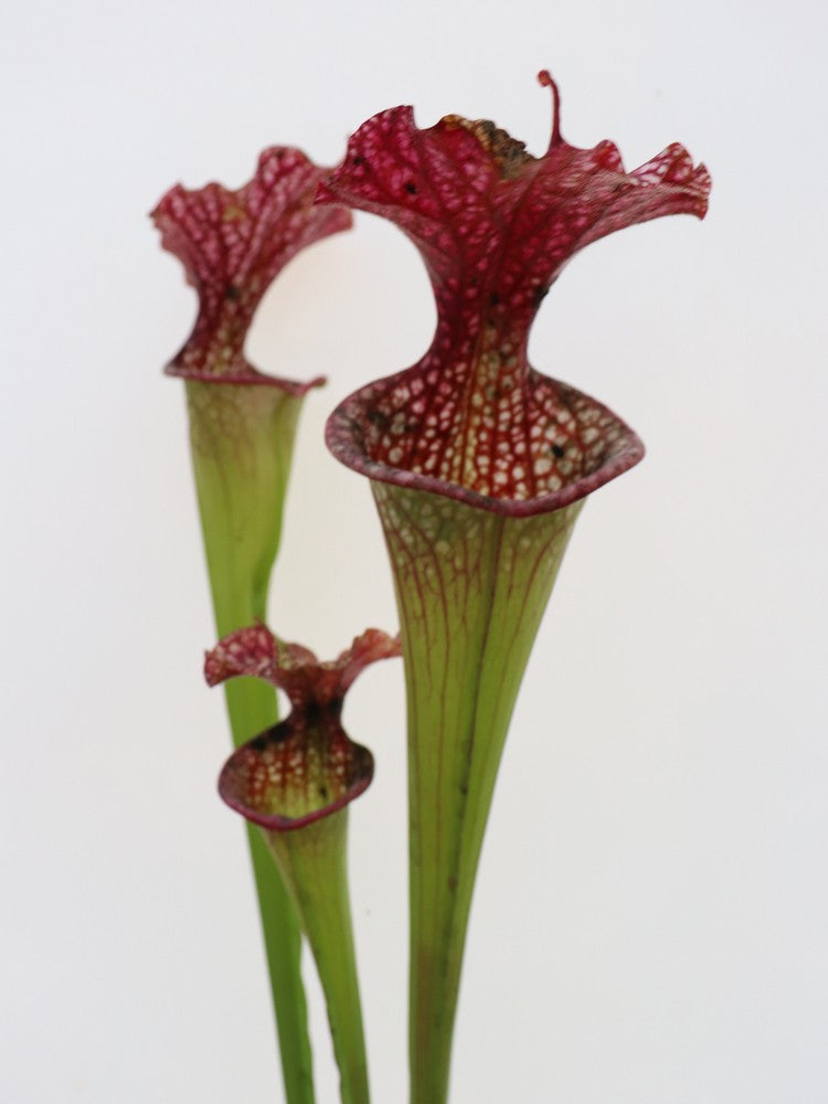 S.x Leuco x Adrian slack   HA20 N  Srba