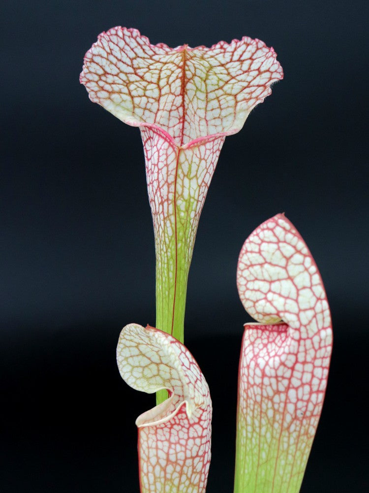 S.x Leuco x (Leuco x psittacina)  Srba