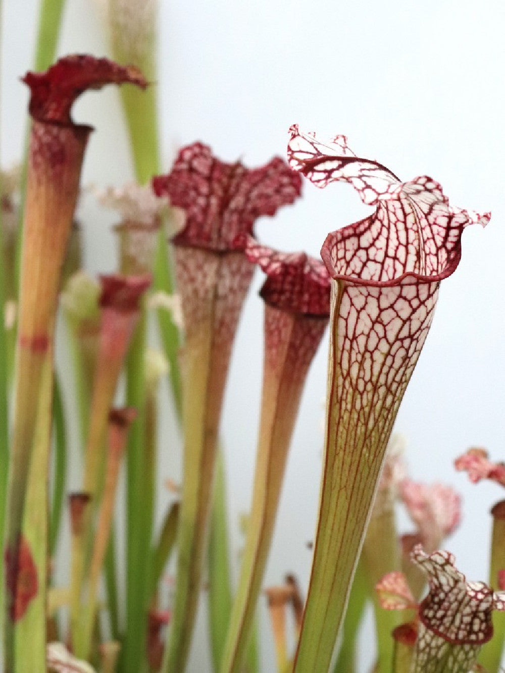 S.x Leucophylla hybrid "Long lid"