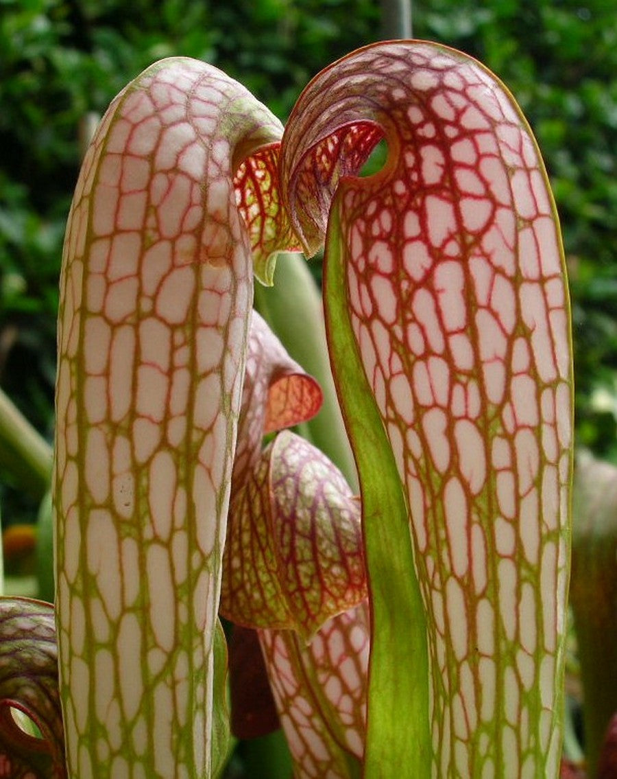 S.x "Minor x Pseudo judy  "  H62 Frangelo