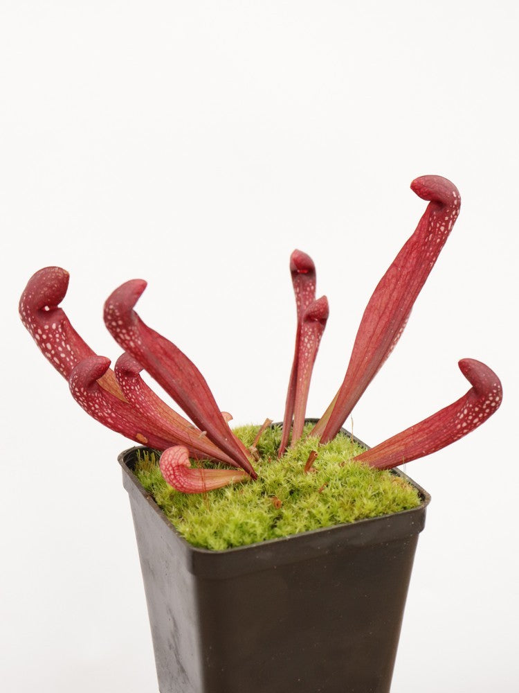 S.x Minor x psittacina