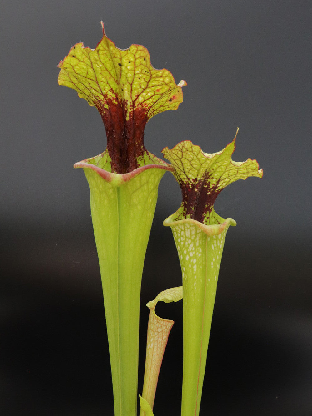 S.x "Moorei" Red throat Assortita