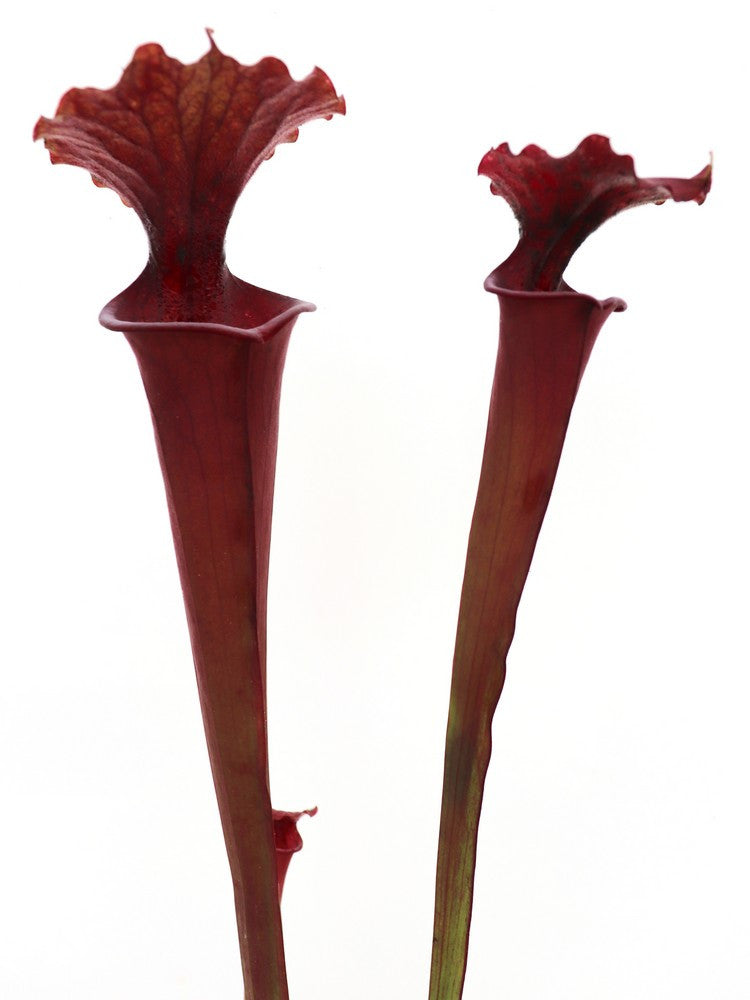 S.x Moorei " All red " SXM46 AC