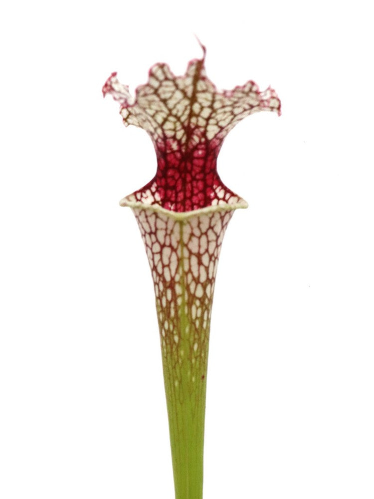 S.x Moorei  Conecuh, Covington Co  SXM54 AC