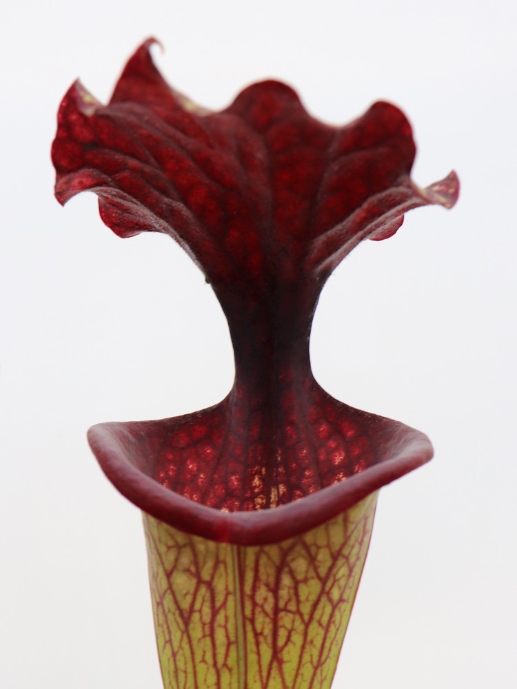 S.x Moorei ' Esme Cowlard ' H192 MK