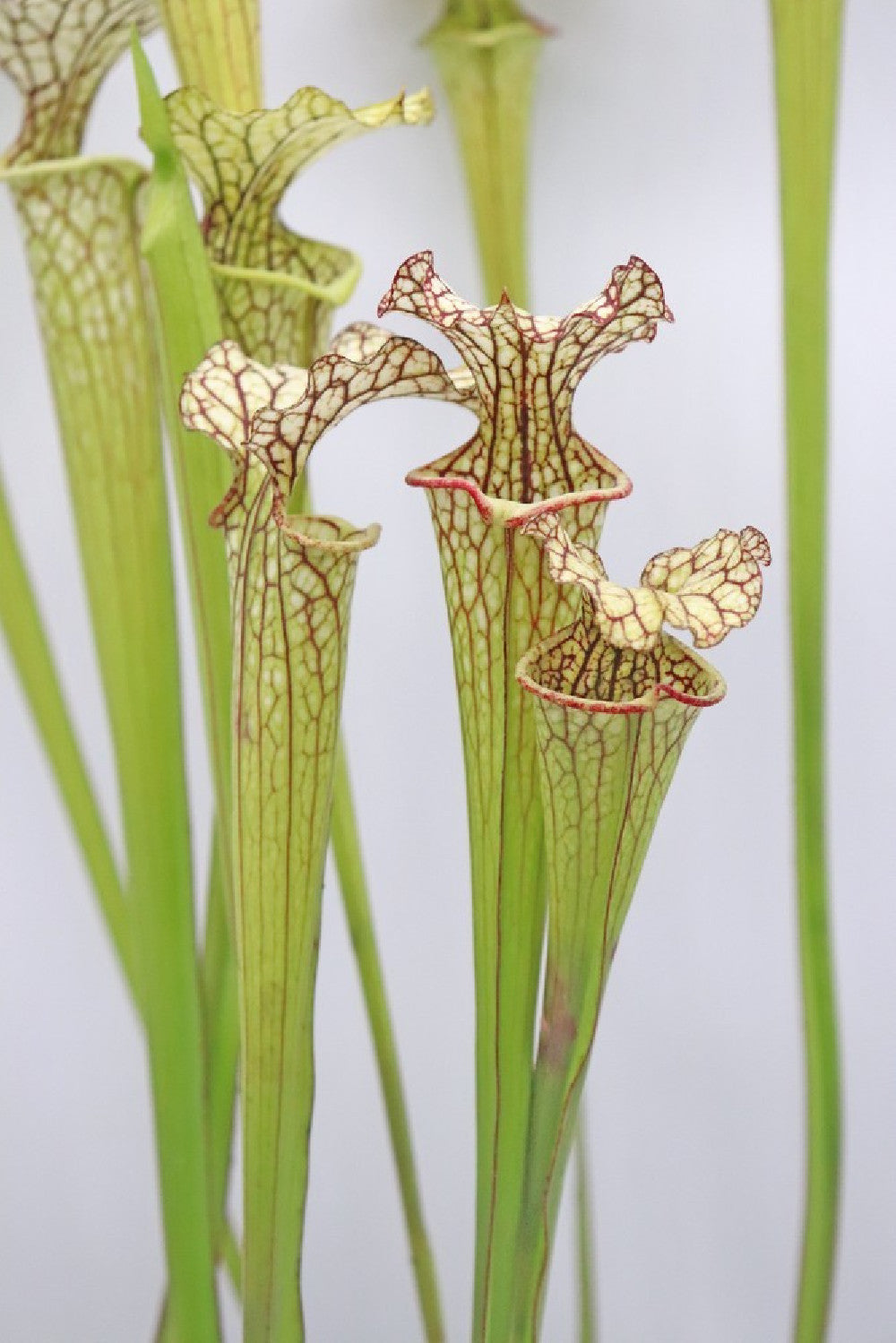 S.x "Moorei" , Olive Yellow & White