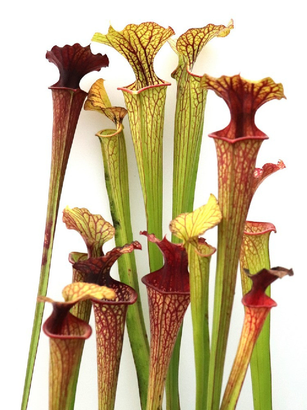 S.x "Moorei" very veined form , GC selection