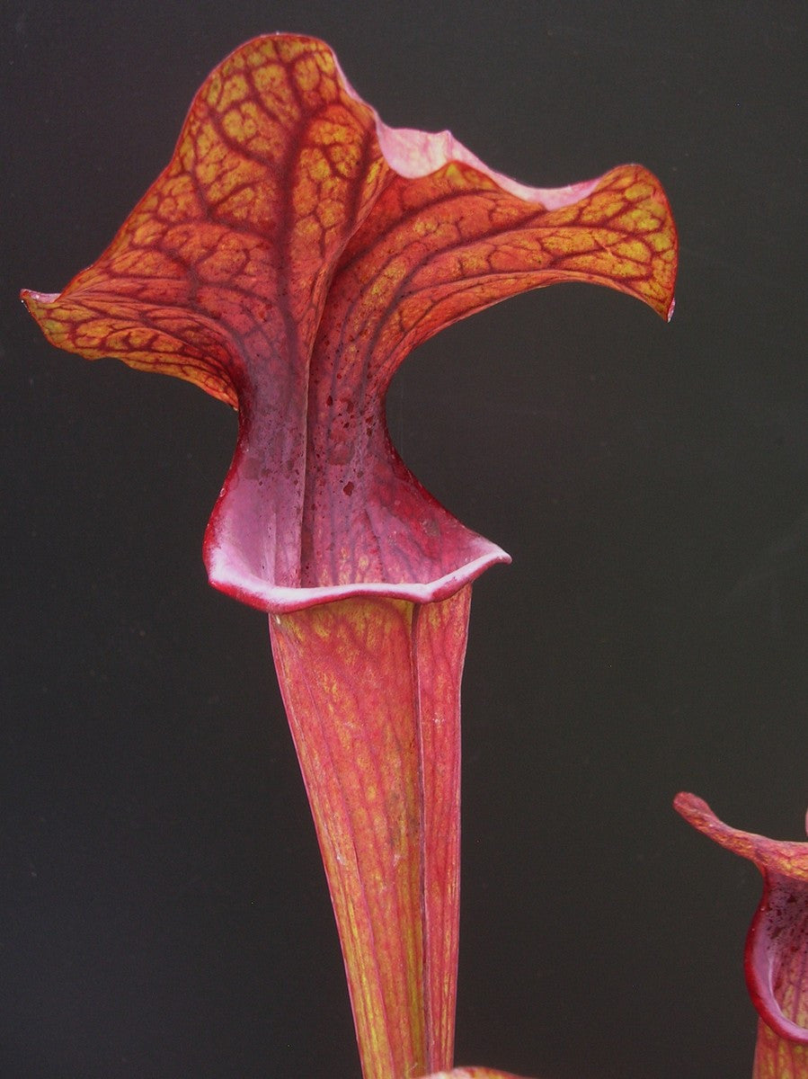 S.x Ornata x oreophila   Svarc