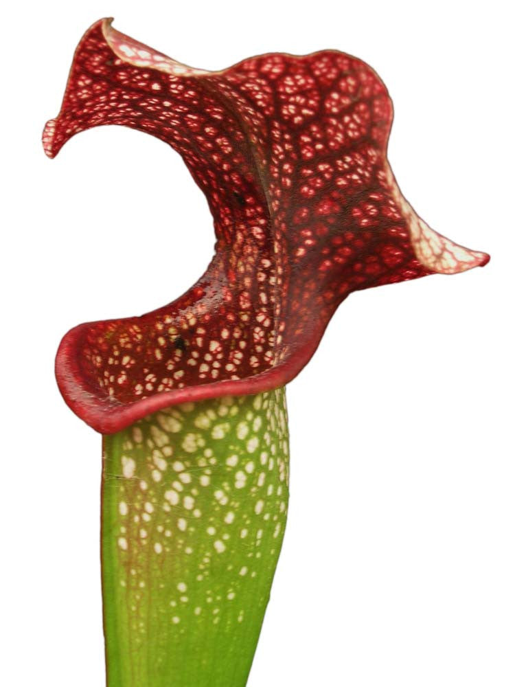 S.x Rudolf II x Adrian slack  clone2  Srba