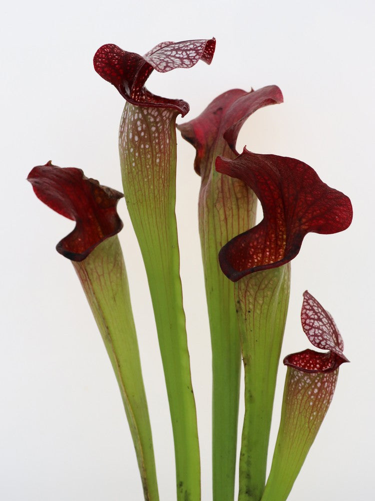 S.x Rudolf II x Adrian slack  clone A  Srba