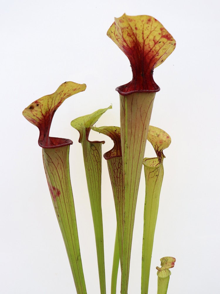 S.x SA04 AC x SFM02 AC