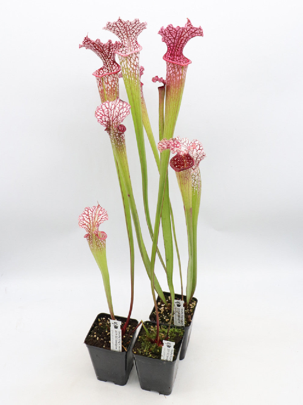 S.x "Timothy King" x Leuco "Hot pink" SELECTED