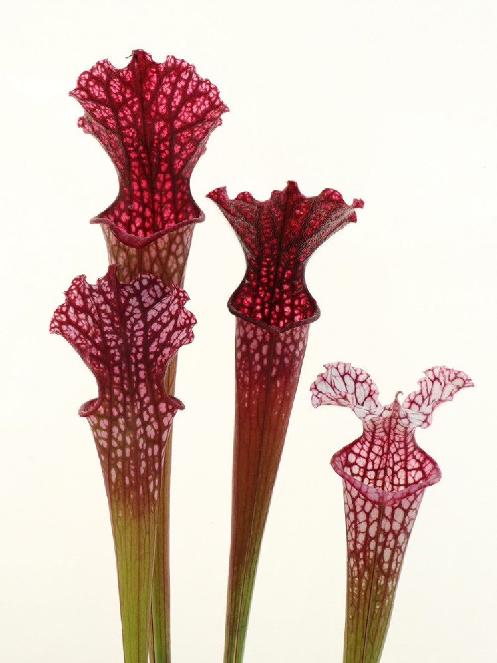 S.x "Timothy King" x Leucophylla "Hot Pink" Splinter ASSORTED