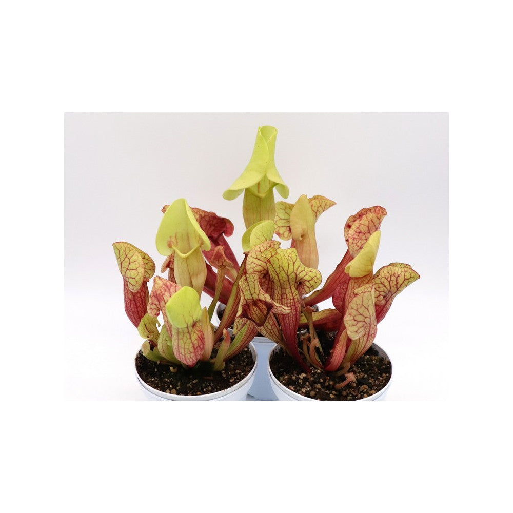 S.x "Yellow lid" different clones from seed