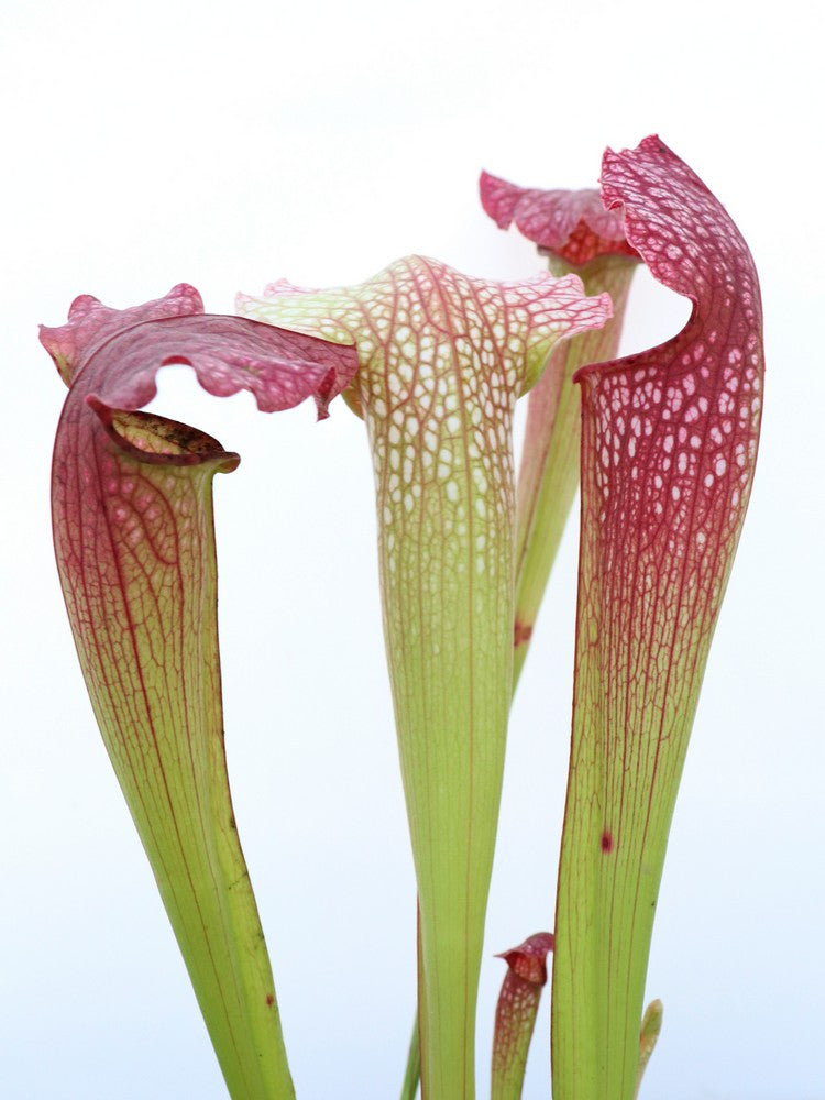 S.x " Dusky princess "