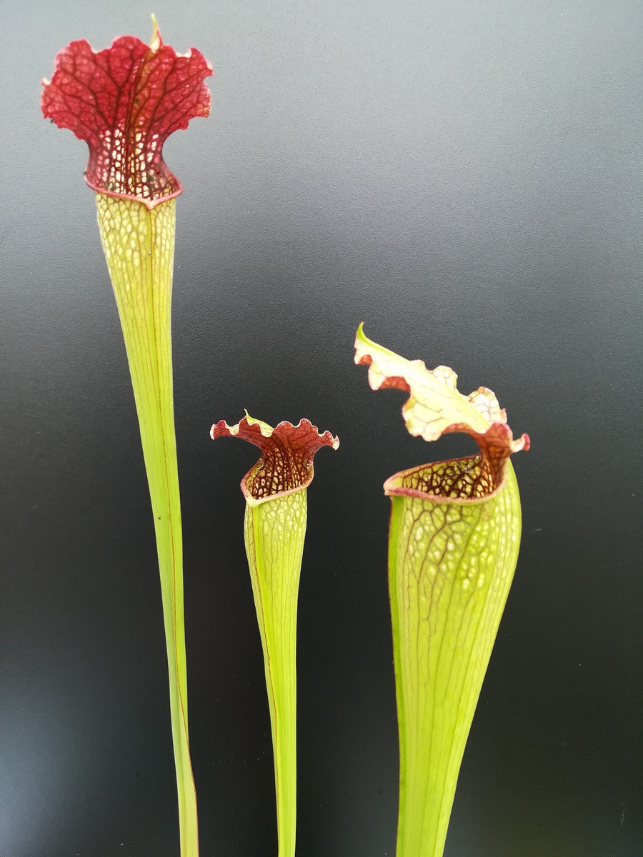 S.x " Fegat 2 " Righetti