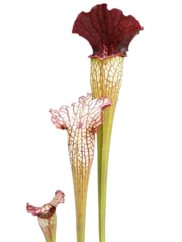 S.x " Fegatone "  Righetti