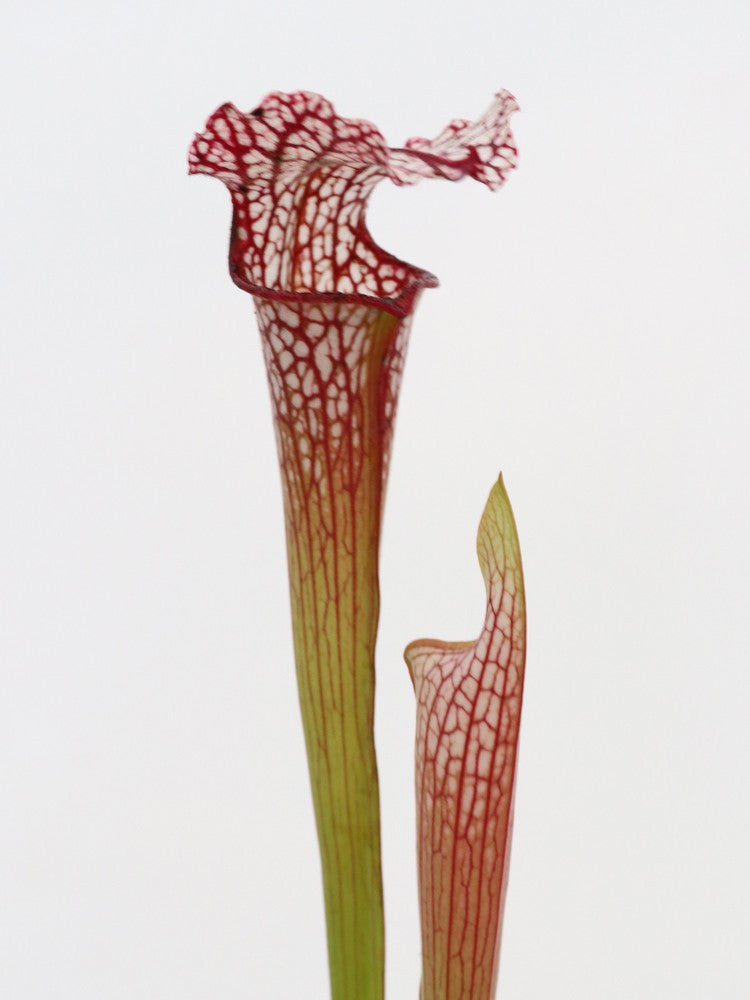 S.x " Hybrid red & white top flop " SX43 AC