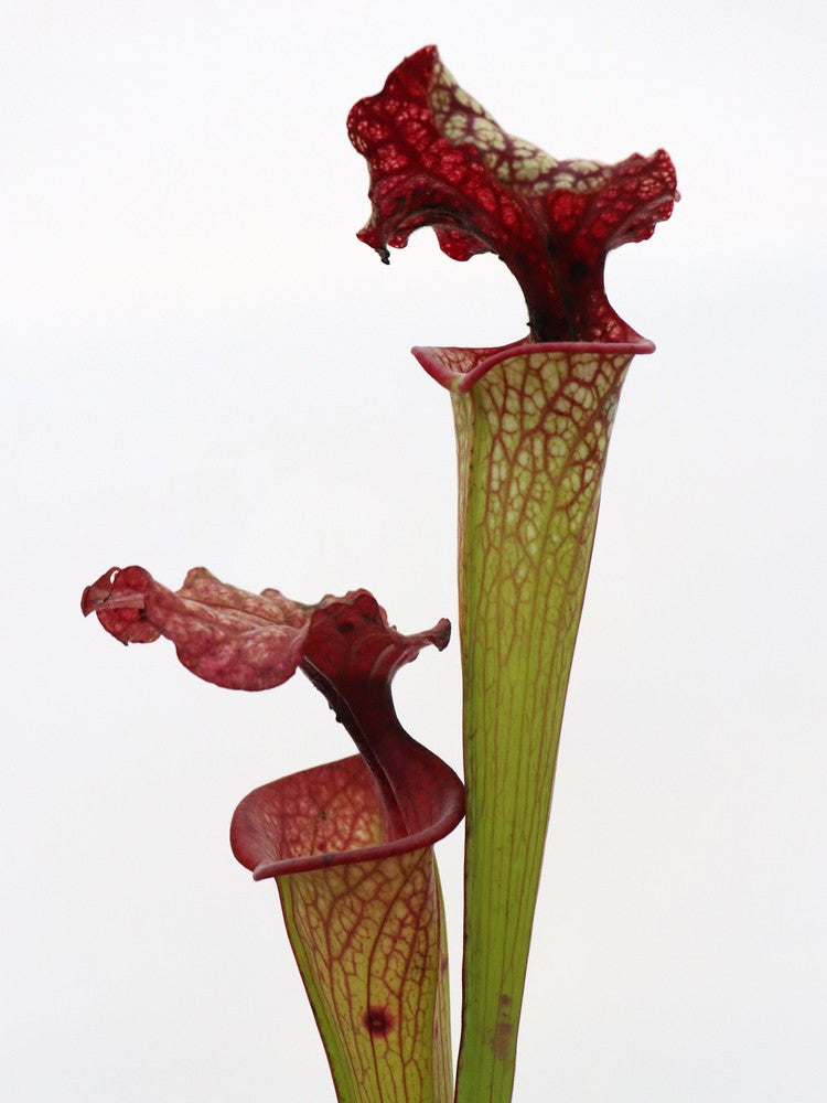 S.x " John David King "  H224 MK