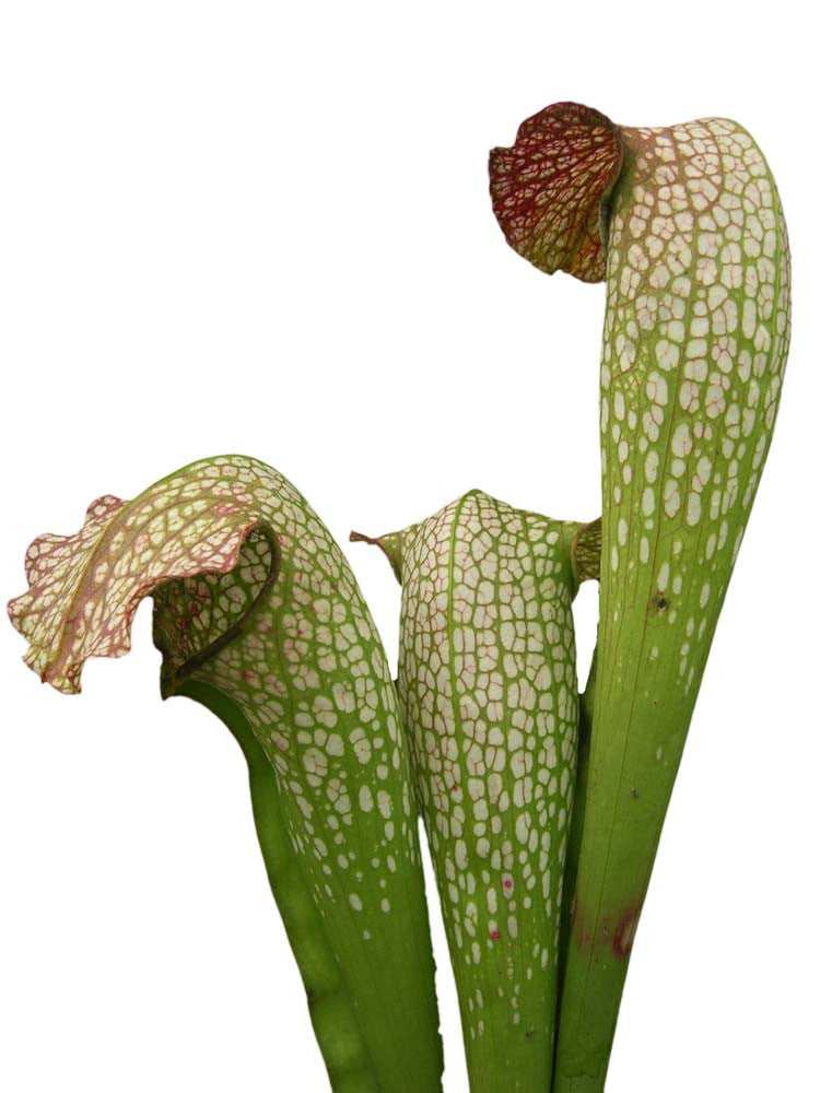 S.x " Leucophylla x minor "