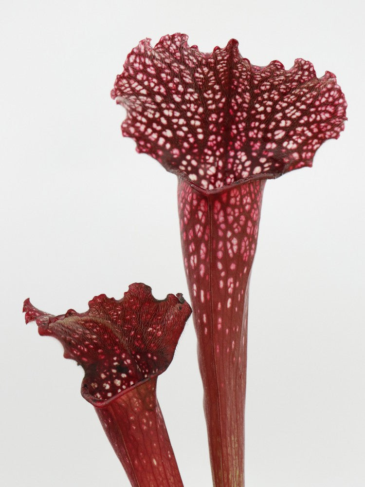 S.x " Mitchelliana purple"