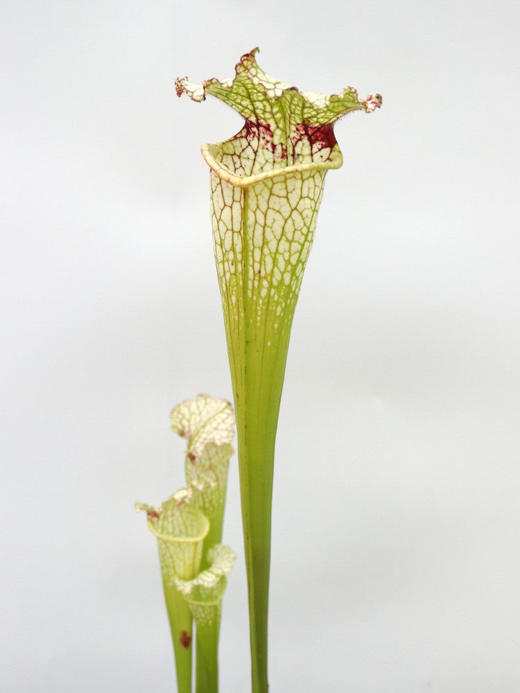 S.x " Purple tonsil "