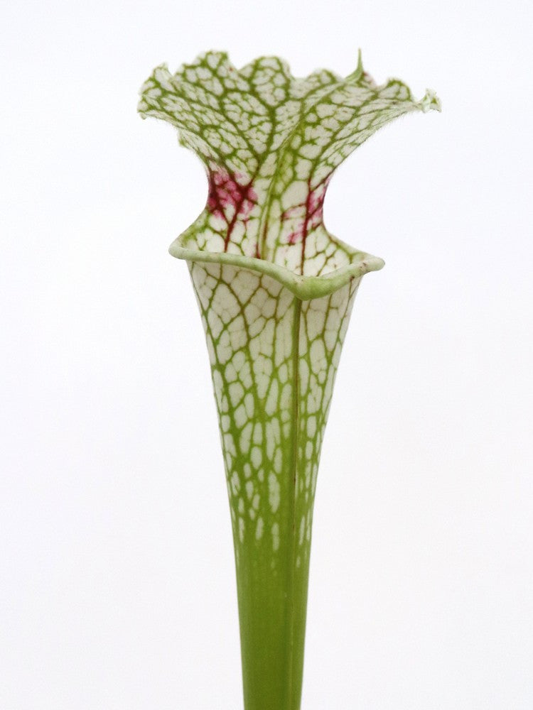 S.x " Silvia Louise " Righetti