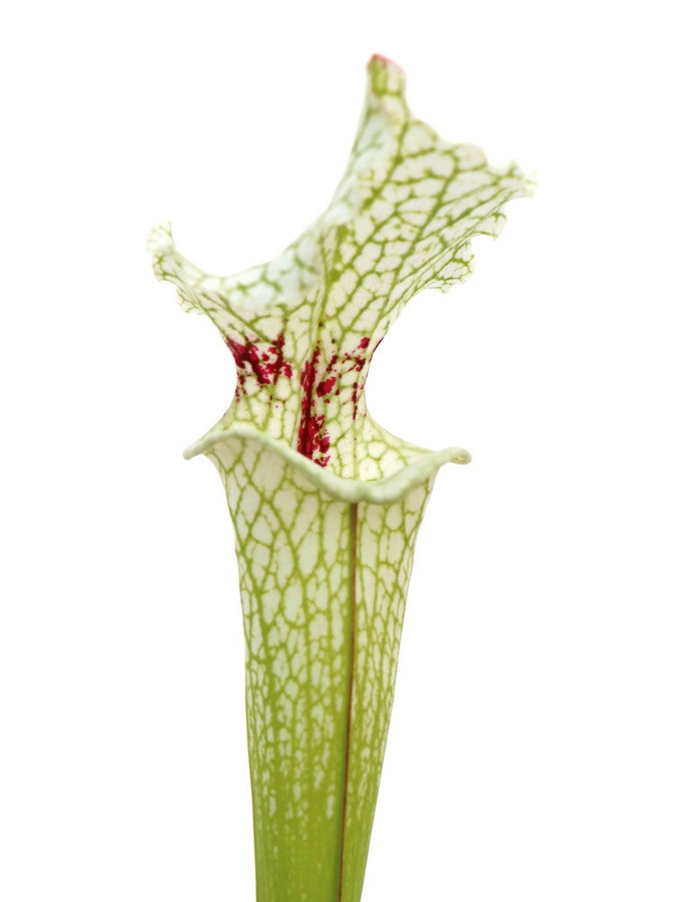 S.x " Sky walker " SL26 AS x Timothy King