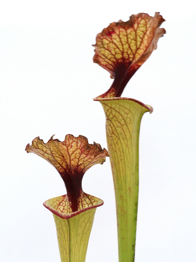 S.x " Wilkerson moorei " H156 MK