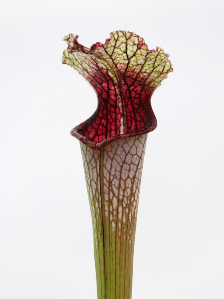 S.x areolata  H33 MK