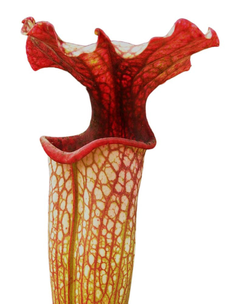 S.x areolata  SX149 AC