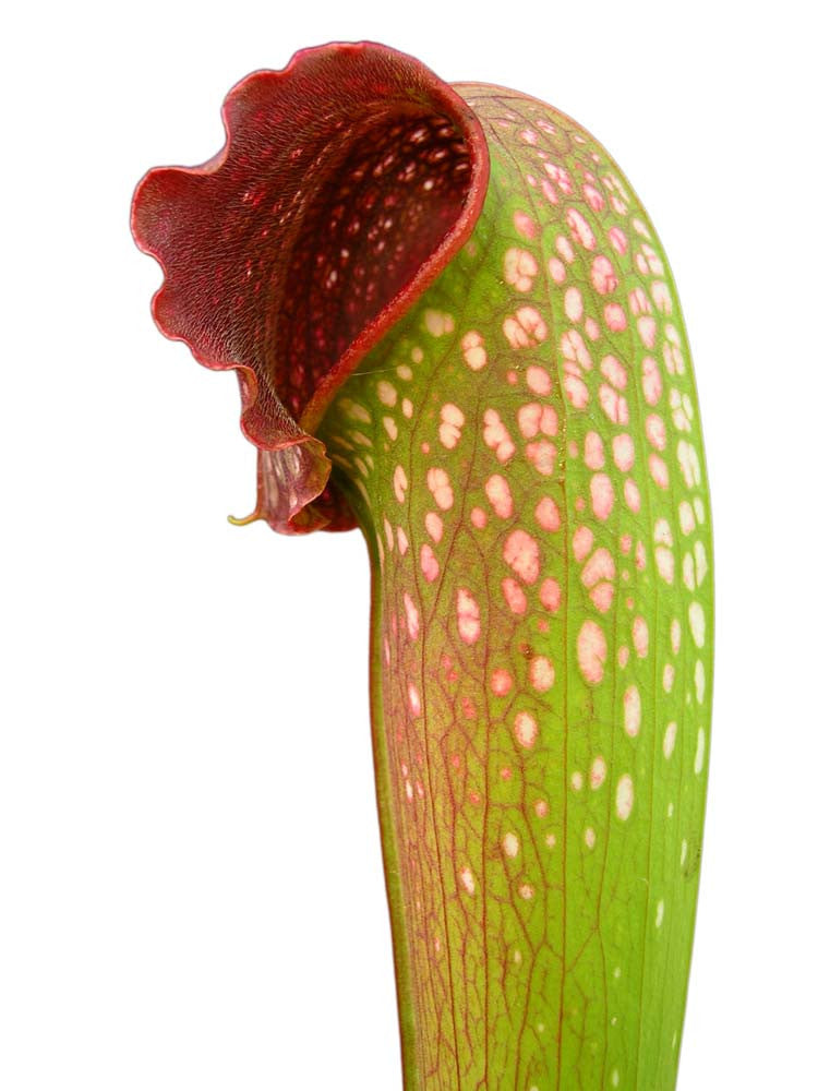 S.x excellens  SX18 AC