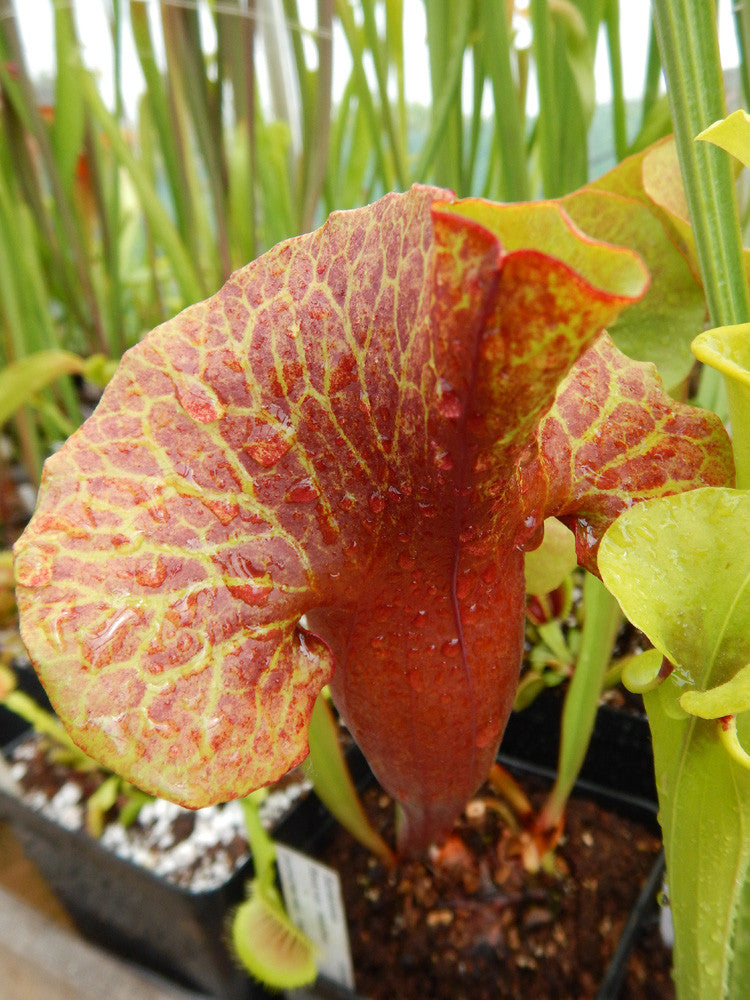 S.x flava var. maxima x purp. ssp. venosa Clone B Srba "Inverted veins"