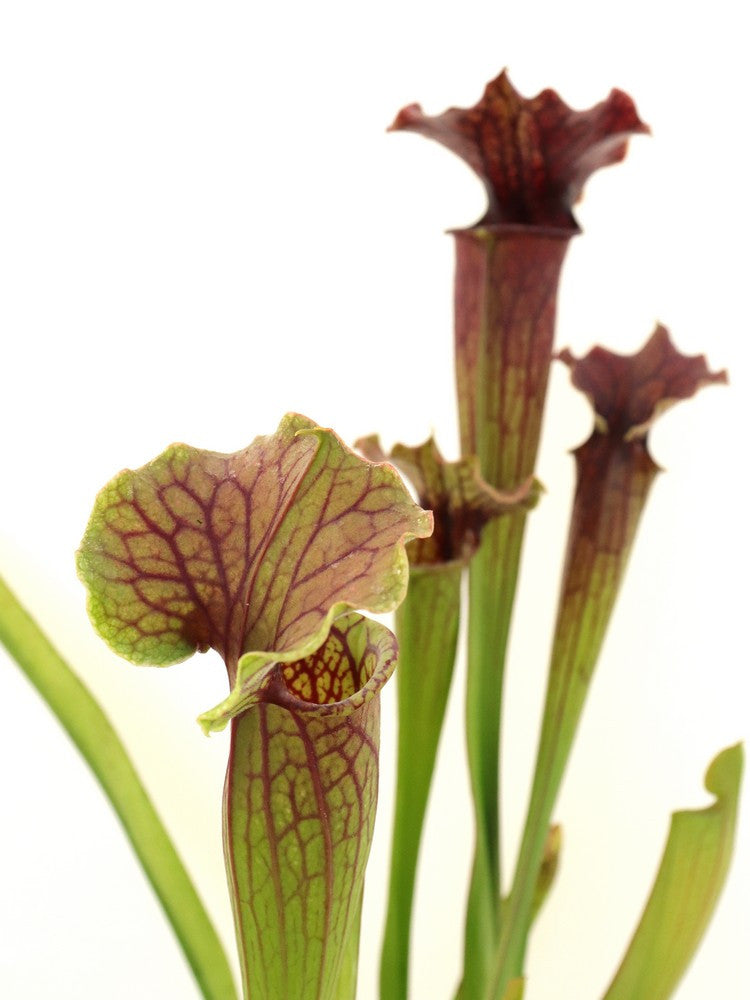 S.x mitchelliana x flava var.rugelii, Milton