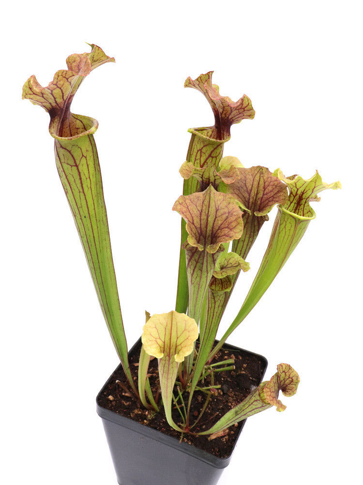 S.x mitchelliana x rugelii    H2A  Altair