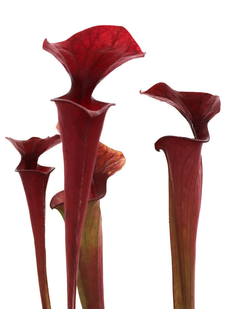 S.x moorei " All red " Orange flower H42 MK