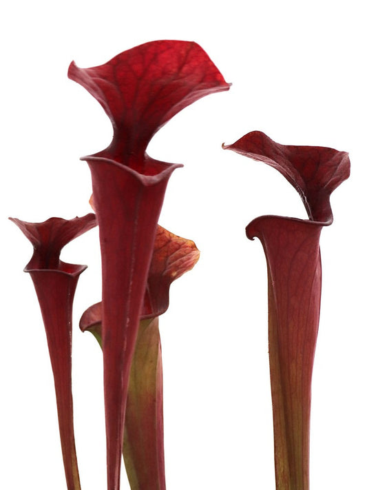 S.x moorei " All red " Orange flower  H42 MK