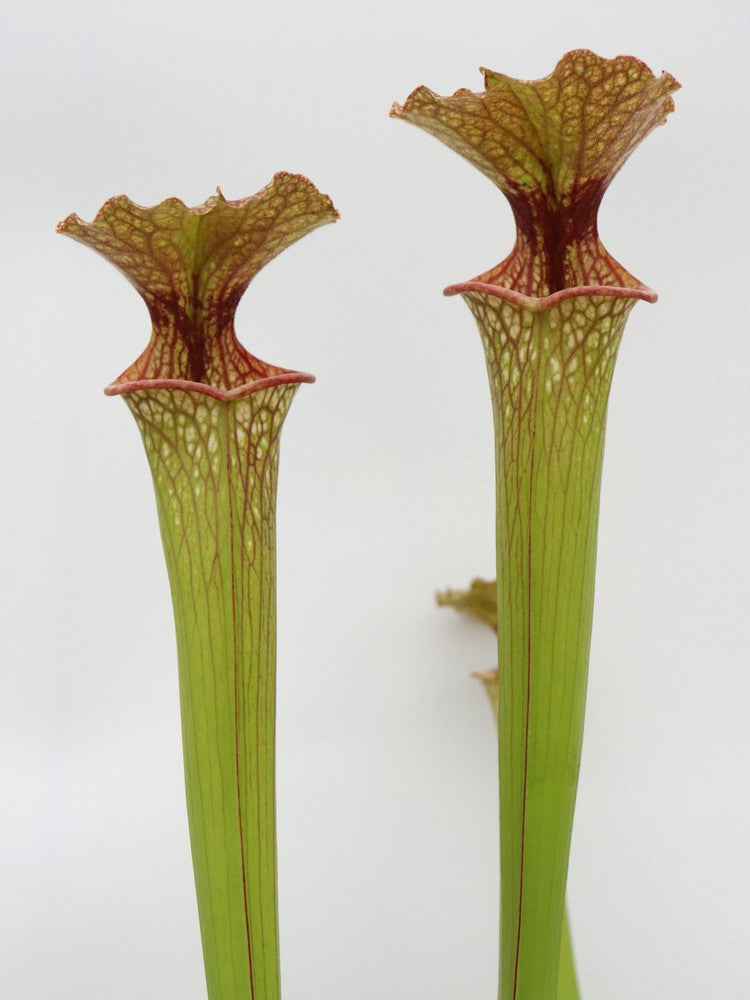 S.x moorei " Bud Wilkerson x OP"