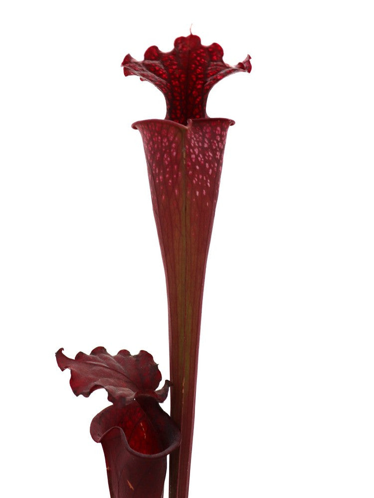 S.x moorei  Conecuch National forest ,Al.  H208 MK