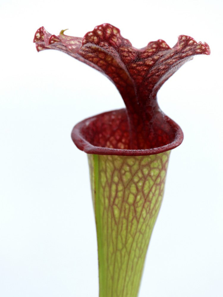 S.x moorei  HA40 A  Srba