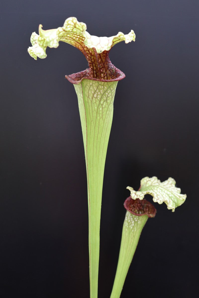 S.x moorei " Langford william "