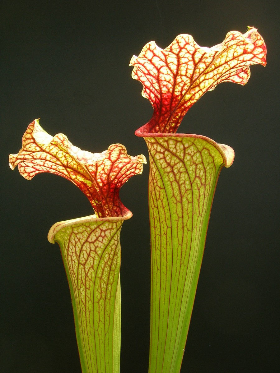 S.x moorei " Pinkish top "  H87 MK